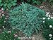 Icee Blue Juniper Plant, One Gallon Container by Monrovia Growers