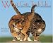 Book What Cats Teach Us 2006 16-Month Wall Calendar