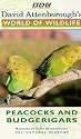 David Attenborough's World Of Wildlife 10 - Peacocks And Budgerigars [VHS]