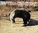 Book Komodo Dragon (Welcome Books)