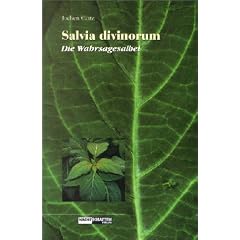 Salvia Divinorum - Der Wahrsagesalbei