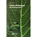 Salvia Divinorum - Der Wahrsagesalbei