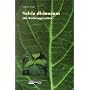 Salvia Divinorum - Der Wahrsagesalbei