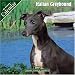 Italian Greyhound