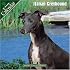 Italian Greyhound