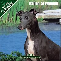Italian Greyhound