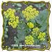 1 Oz Heart-leaf Golden Alexanders (Zizia aptera) Bulk Wildflower Seeds