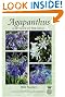 Agapanthus: A Revision...