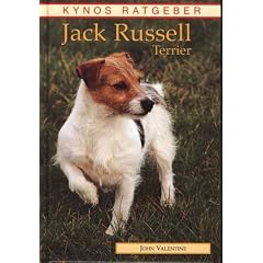 Jack Russell Terrier