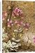 Canvas Prints of Dittany; source of a popular herbal tea from Ardea Wildlife Pets