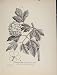 1909 Old Print Snowball Tree Botanical Trees And Shrubs