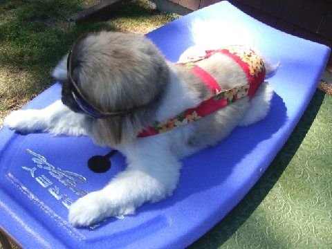 Joybies Tropical Red Aloha Piddle Pants(tm) for Medium Male Dog (Measuring 15