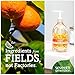 Seventh Generation Hand Wash, Mandarin Orange and Grapefruit, 12 Ounce (Pack of 6)