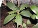 VINE WEEVIL KILLER (1000 SQ. M) PACK