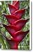 Heliconia caribaea Canvas Print / Canvas Art - Artist Heiko Koehrer-Wagner