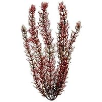 Tetra 19105 Water Wonders Fresh Water Plant Foxtail, 6-Inch