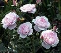 Morden Blush Rose Bush - Super Hardy, Even in Canada
