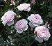 Morden Blush Rose Bush - Super Hardy, Even in Canada