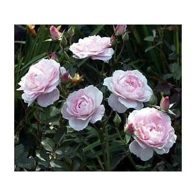 Morden Blush Winter Hardy Pink Rose Bush winter hardy pink rose bush Morden Blush