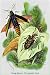 Art Poster, The Shining Buprestis and the Resplendent Weevil - 18.75 x 27.5