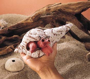 Childrens Toyshop  Toys : Mini Hermit Crab Finger Puppet