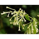 ヤコウボク（夜香木）3～3.5号ポット 2株セット[夜に甘い香りを漂わせるナイトジャスミン]