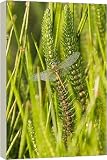 Box Canvas Print of Dragonfly in early morning light, Tagong Grasslands, Sichuan, China, Asia from Robert Harding