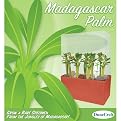 Madagascar Palm Plant Cube Kit