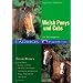 Welsh Ponys und Cobs