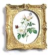 Rosa Indica - Gold Frame Magnet with pop-out easel (2-3/4" x 2-1/2")