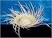 Straw Beachcomber Hat