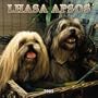 Lhasa Apsos Wall