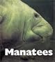 Manatees (Naturebooks: Underwater Life)