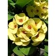 Golden Crown of Thorns Plant - Euphorbia - RARE!
