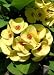 Outdoor Living : Golden Crown of Thorns Plant - Euphorbia - RARE!