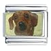 Cute Dachshund Dog Photo Italian Charm