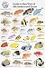 Fish Identification Cards - Micronesia and Guam - Guide to Reef Fish