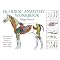 Favorite Equine Anatomy References for Artists