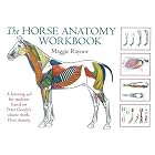 Click here to buy The Horse Anatomy Workbook (Allen Student) by Maggie Raynor.