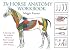 The Horse Anatomy Workbook (Allen Student)