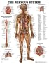 The Nervous System Anatomical Chart