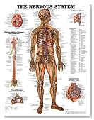 The Nervous System Anatomical Chart