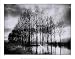 Trees in Normandy by Bill Philip. PLAQUE MOUNTED. 10.48 inches width by 8.19 inches height. Highest Quality Art Poster Print