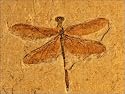 Jigsaw of Fossil - Dragonfly from Ardea