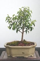 M&M BONSAI FICUS TOO LITTLE INDOOR BONSAI TREE