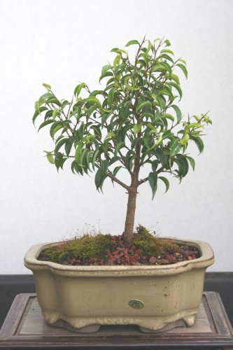 M&M BONSAI FICUS TOO LITTLE INDOOR BONSAI TREE