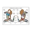 Fitnus Exercise/ Muscle Guide - Female