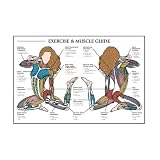 Fitnus Exercise/ Muscle Guide - Female