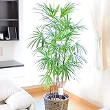 観葉植物　シュロチク 10号※ﾊﾞｽｹｯﾄ鉢ｶﾊﾞｰ付　＜開店祝い　移転祝い　竣工祝いのフラワーギフト、インテリアに＞　【お届け日指定ＯＫ】