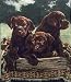 53 x 65 Box of Chocolates Throw By Fine Art